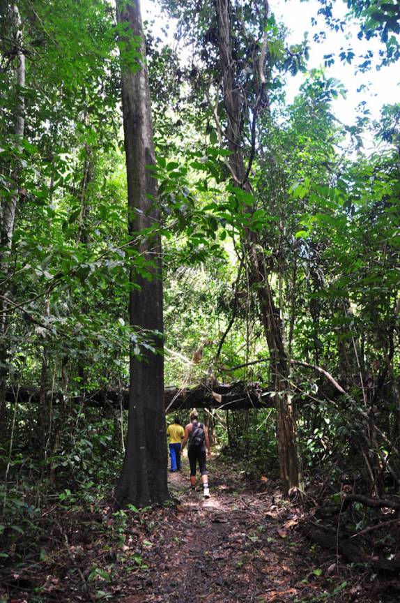 Caminhando na FLONA, comunidade de São Domingo, região de Alter do Chão - PA